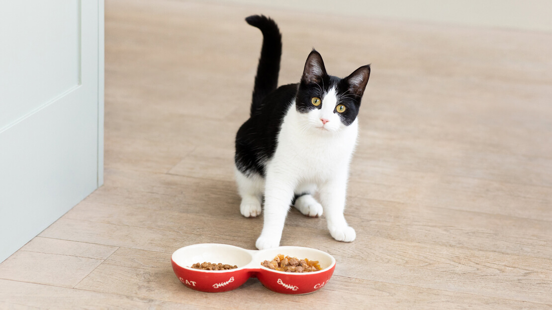 Kitten Food with Essential Nutrients Purina